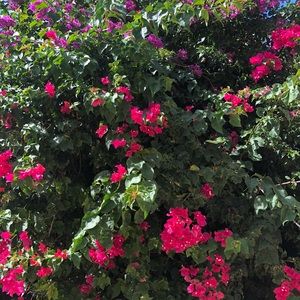 Meet your Posher, Rosangela